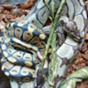 Meet your Posher, Vannessa